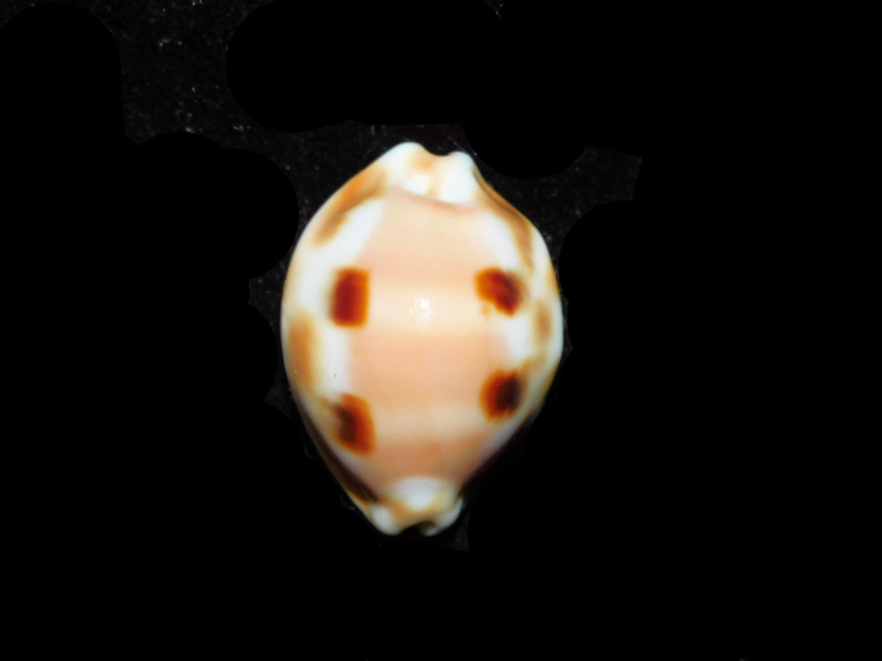 (image for) Luria tessellata 1 ¼” or 30.58mm. "Very Rare Hawaiian Endemic" LOT# 901232JB