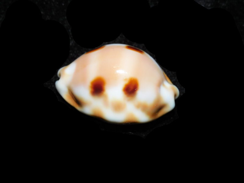 Luria tessellata 1 ¼” or 30.58mm. "Very Rare Hawaiian Endemic" LOT# 901232JB