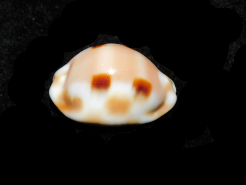 Luria tessellata 1 ¼” or 30.58mm. "Very Rare Hawaiian Endemic" LOT# 901232JB