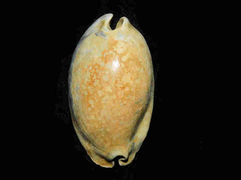 Akleistostoma (Mansfieldicypraea) macbrideae 3 1/8” or 78.95mm."Variant" Lot#17955 (image for) Akleistostoma (Mansfieldicypraea) macbrideae 3 1/8” or 78.95mm."Variant" Lot#17955