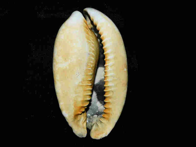 Akleistostoma (Mansfieldicypraea) macbrideae 3 1/8” or 78.95mm."Variant" Lot#17955