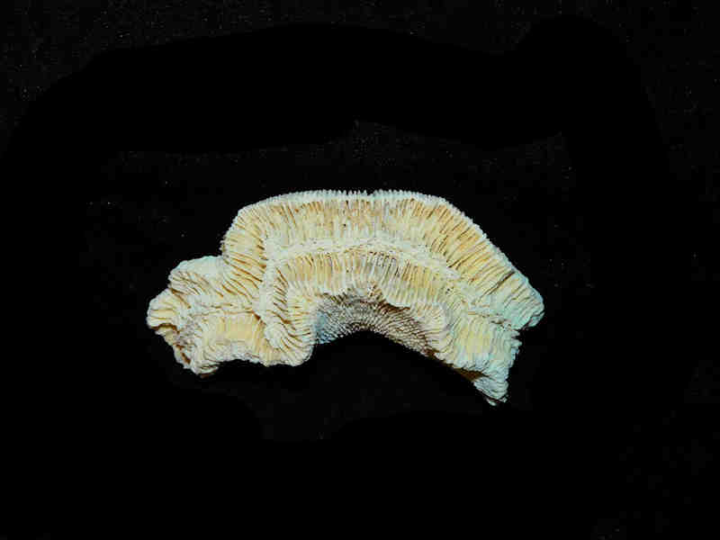 (image for) Manicina grandis 3 1/8” or 78.56mm."Very Rare Golden Gate Coral" LOT#17890