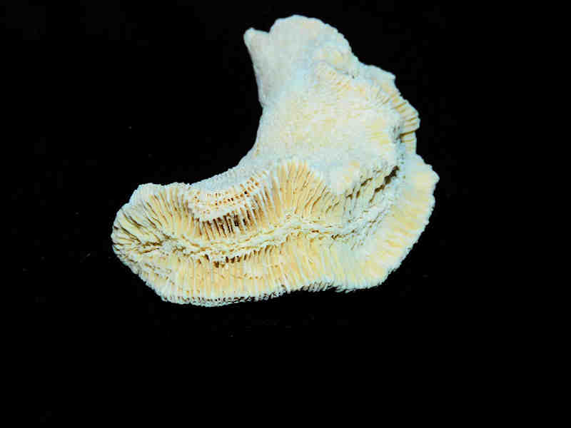 Manicina grandis 3 1/8” or 78.56mm."Very Rare Golden Gate Coral" LOT#17890