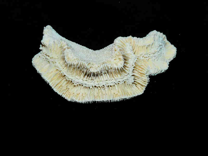 Manicina grandis 3 1/8” or 78.56mm."Very Rare Golden Gate Coral" LOT#17890