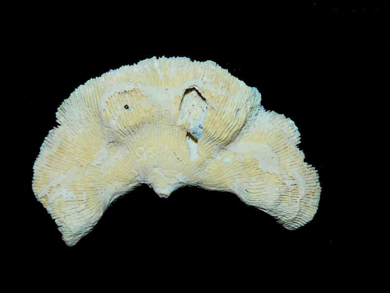 Manicina grandis 3 1/8” or 78.56mm."Very Rare Golden Gate Coral" LOT#17890