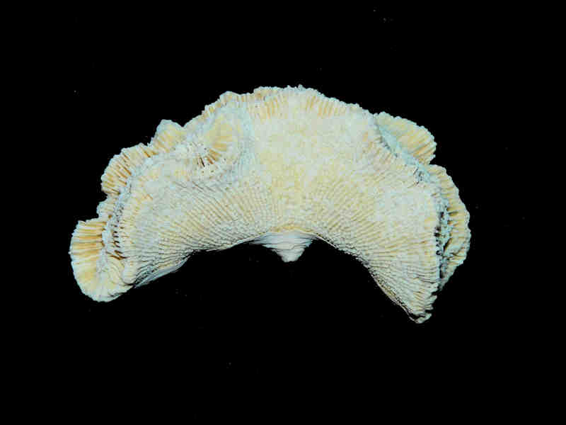 Modal Additional Images for Manicina grandis 3 1/8” or 78.56mm."Very Rare Golden Gate Coral" LOT#17890