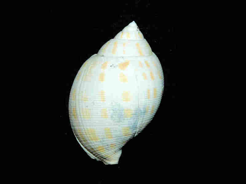 Sconsia hodgii 2 ¾” or 68.57mm."Superb Markings" Lot#17948 (image for) Sconsia hodgii 2 ¾” or 68.57mm."Superb Markings" Lot#17948