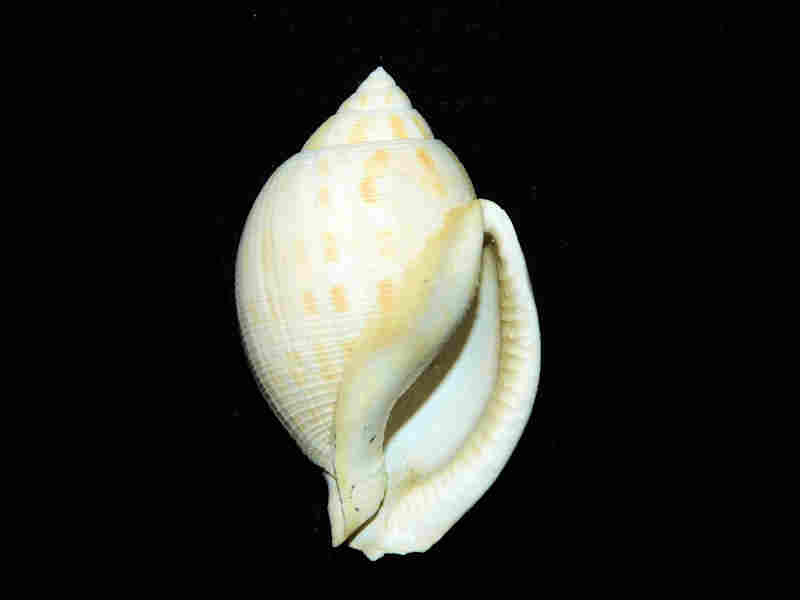 Modal Additional Images for Sconsia hodgii 2 ¾” or 68.57mm."Superb Markings" Lot#17948