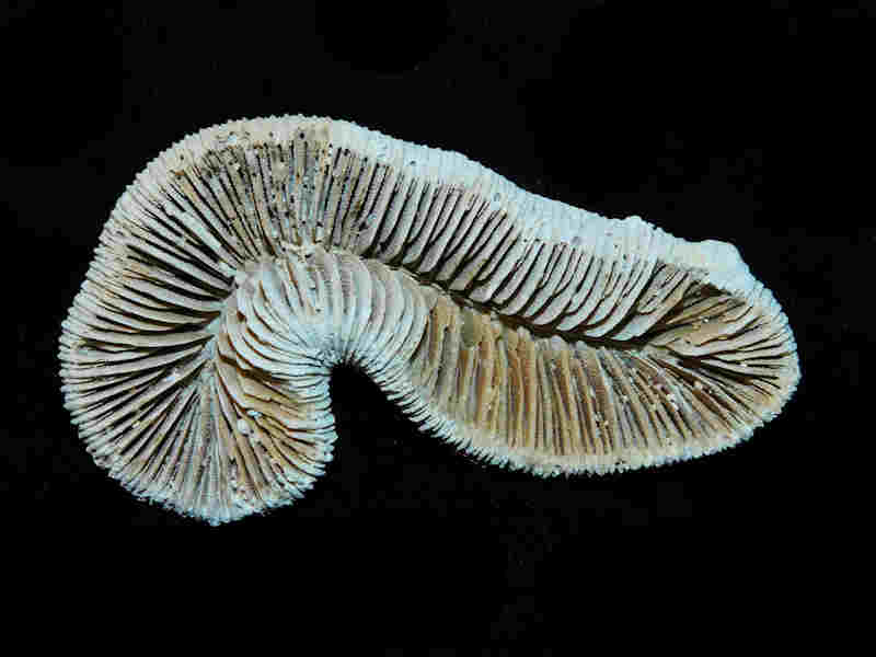 (image for) Placocyathus (meandrina) costatus 3” or 75.74 mm."Well-Preserved"Lot#17971