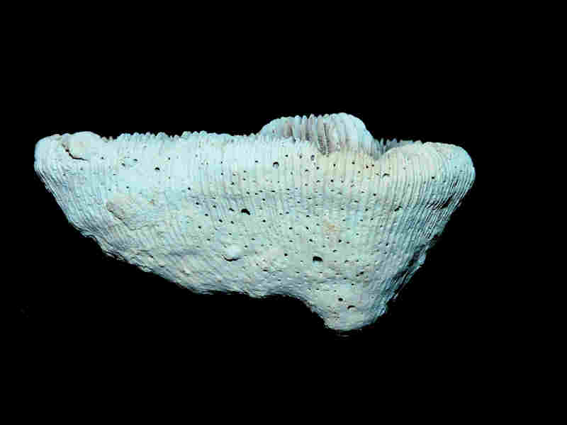 Modal Additional Images for Placocyathus (meandrina) costatus 3” or 75.74 mm."Well-Preserved"Lot#17971