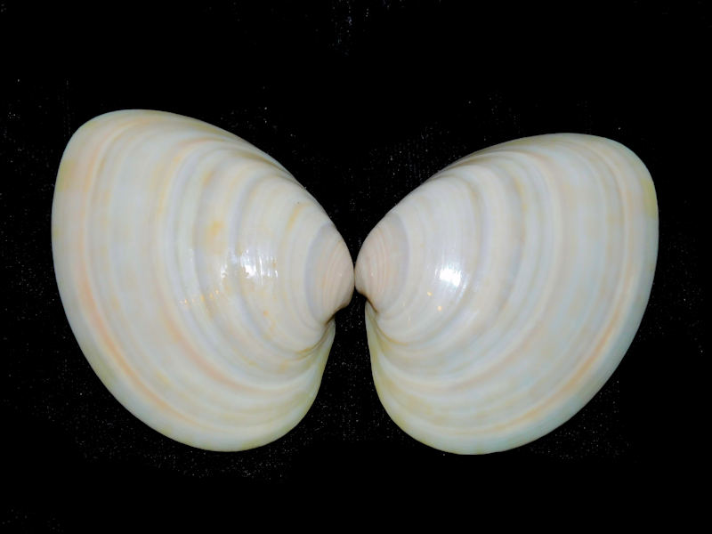 Megapitaria (Macrocallista) maculata 2 3/8” or 58.24mm.#17838 - Click Image to Close