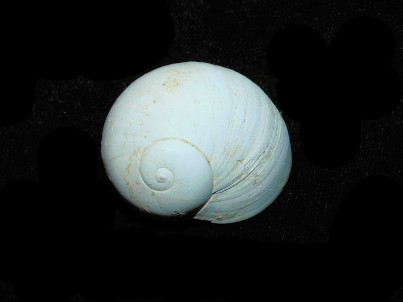 (image for) Neverita chipolana 32.85mm wide & 29.97 tall."Chipola" LOT#Neverita chipolana 32.85mm wide & 29.97 tall.