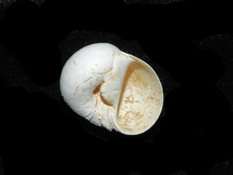 Modal Additional Images for Neverita chipolana 32.85mm wide & 29.97 tall."Chipola" LOT#Neverita chipolana 32.85mm wide & 29.97 tall.