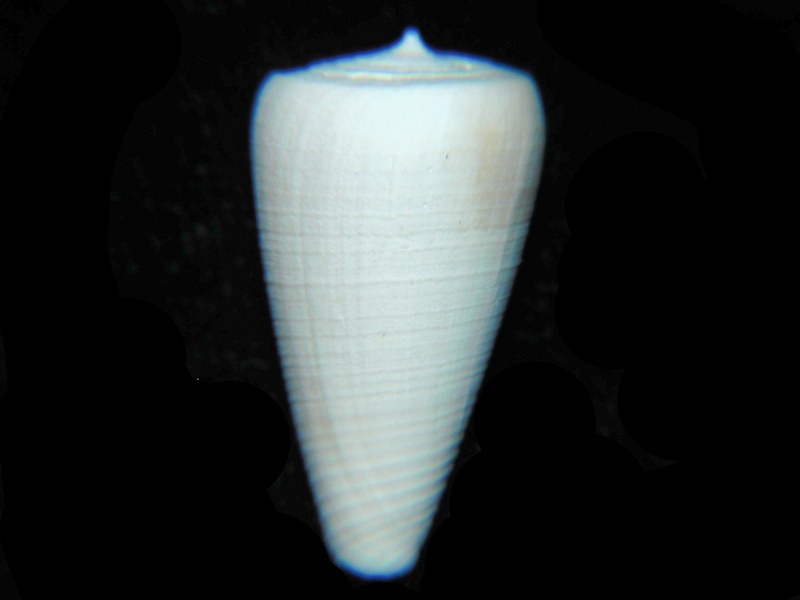 (image for) Tequestaconus miamiensis 22.49mm."Ultra-RARE" LOT#17995