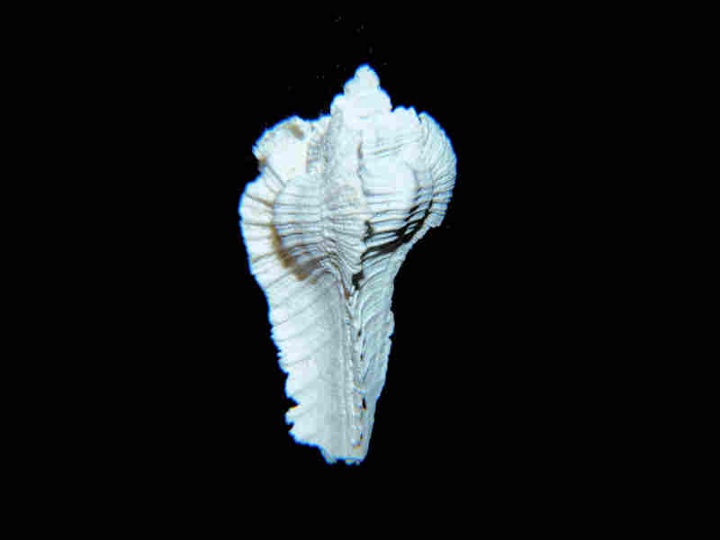 Subpterynotus miamiensis 1 1/8” or 27.53mm."Ultra-Rare Dwarf" Lot#17952 (image for) Subpterynotus miamiensis 1 1/8” or 27.53mm."Ultra-Rare Dwarf" Lot#17952