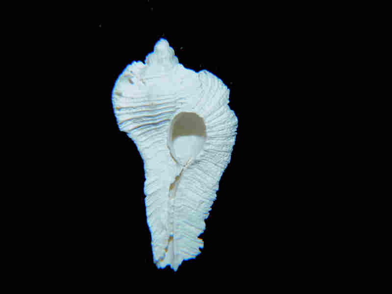 Modal Additional Images for Subpterynotus miamiensis 1 1/8” or 27.53mm."Ultra-Rare Dwarf" Lot#17952