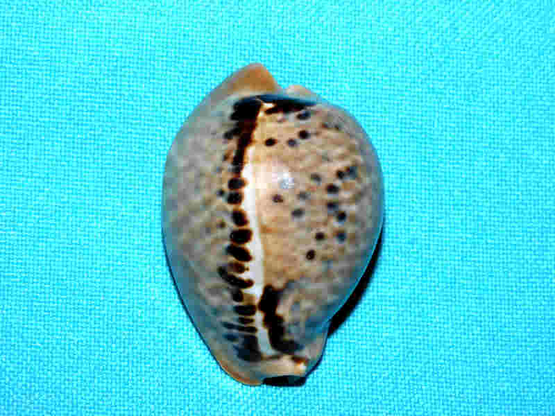 (image for) Muracypraea mus 1 ¾” or 42.43mm."Puerto Cabello" LOT#901315JB