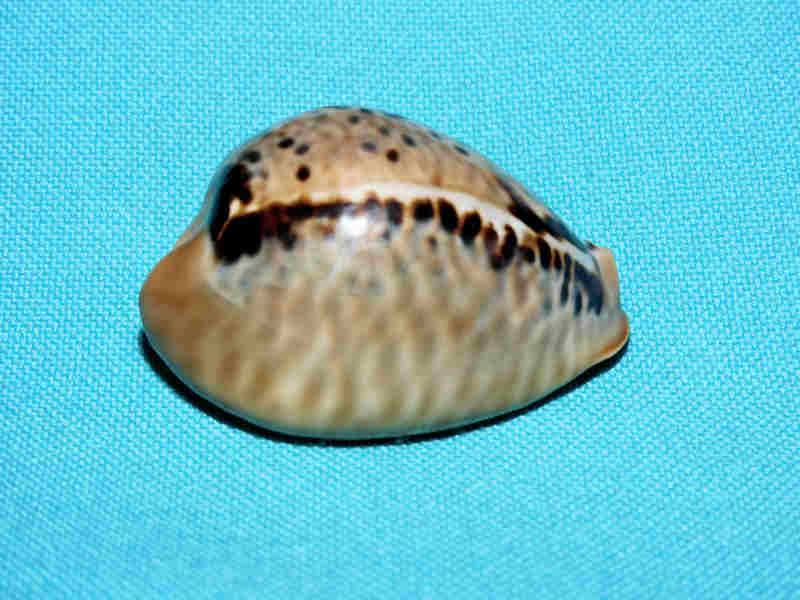 Muracypraea mus 1 ¾” or 42.43mm."Puerto Cabello" LOT#901315JB