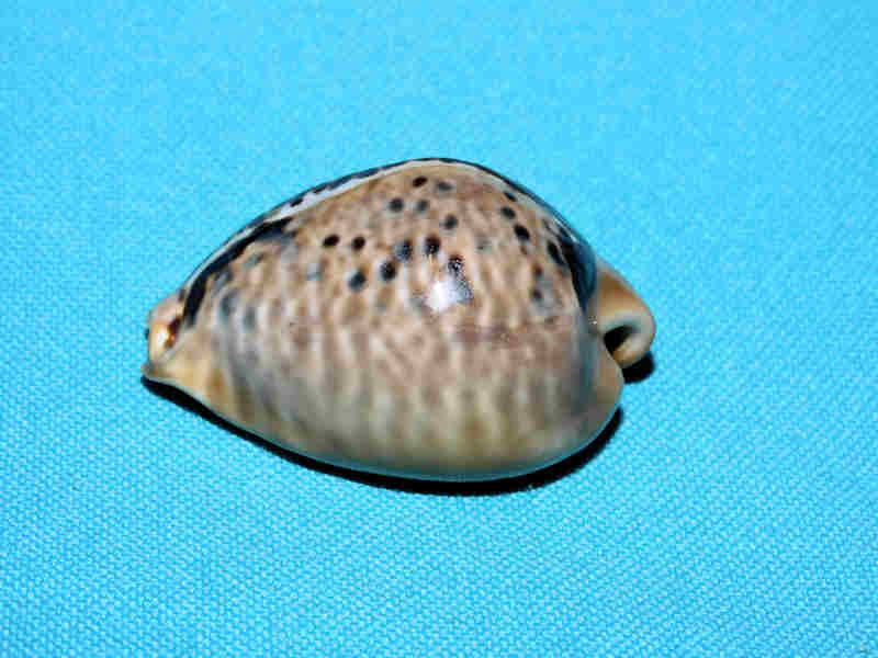 Muracypraea mus 1 ¾” or 42.43mm."Puerto Cabello" LOT#901315JB