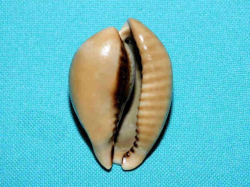 Modal Additional Images for Muracypraea mus 1 ¾” or 42.43mm."Puerto Cabello" LOT#901315JB