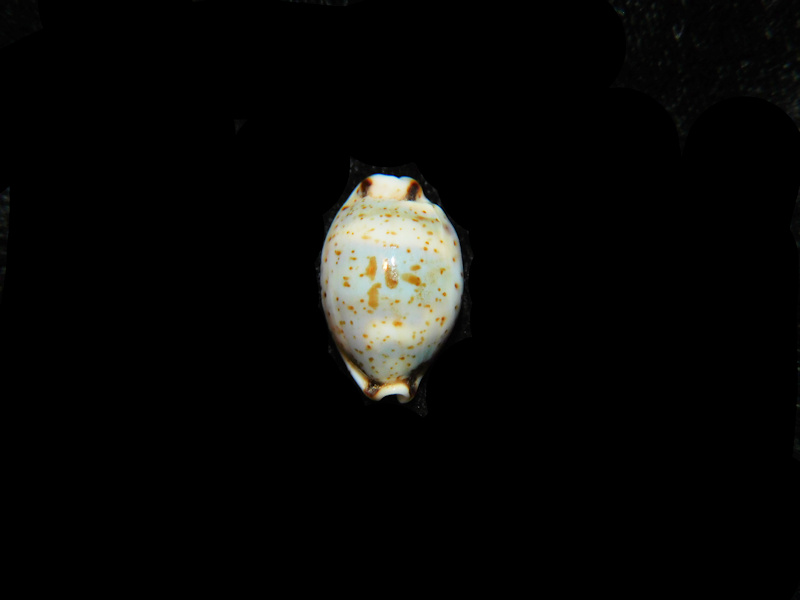 (image for) Bistolida Hirundo neglecta 19.34mm."Samar Island, Philippines" LOT#901324JB