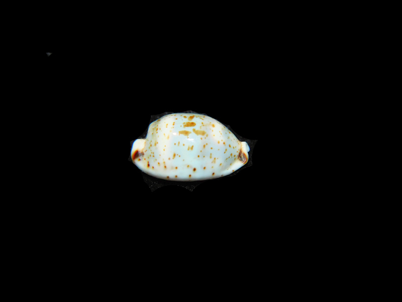 Bistolida Hirundo neglecta 19.34mm."Samar Island, Philippines" LOT#901324JB