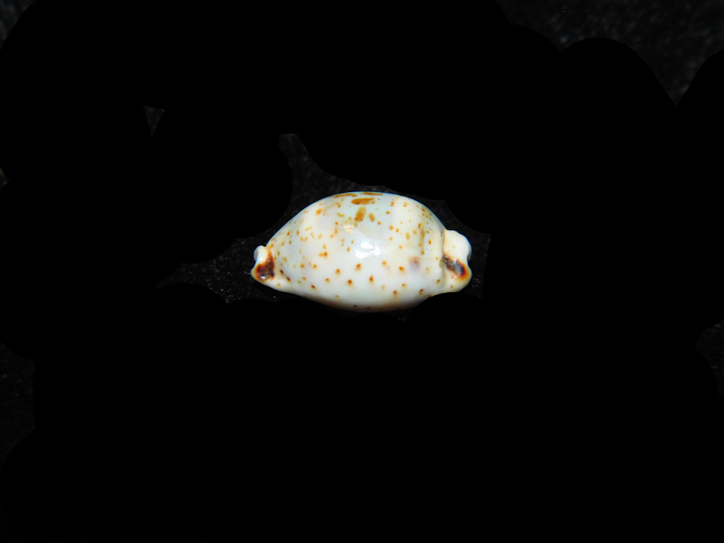 Bistolida Hirundo neglecta 19.34mm."Samar Island, Philippines" LOT#901324JB