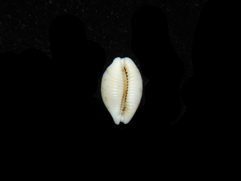 Modal Additional Images for Bistolida Hirundo neglecta 19.34mm."Samar Island, Philippines" LOT#901324JB