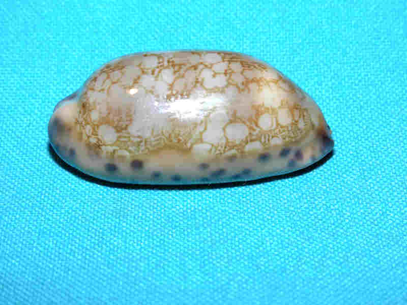 Mauritia scurra 44.28mm "Philippines" LOT#901305JB