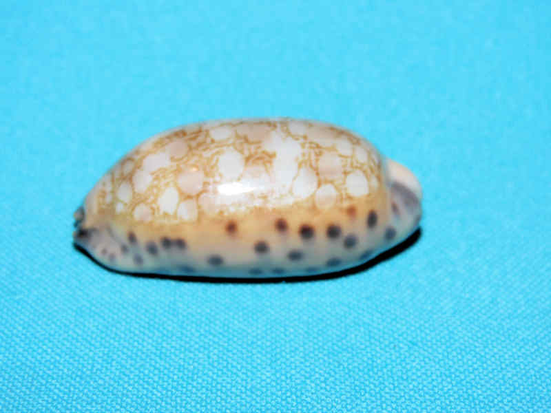 Mauritia scurra 44.28mm "Philippines" LOT#901305JB