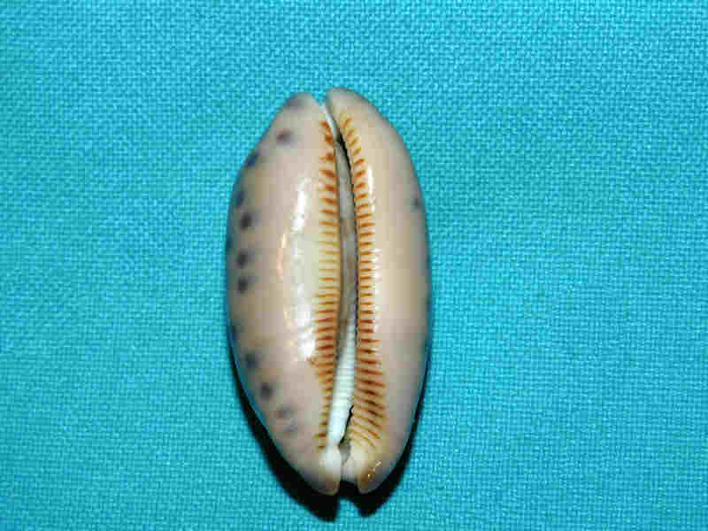 Modal Additional Images for Mauritia scurra 44.28mm "Philippines" LOT#901305JB