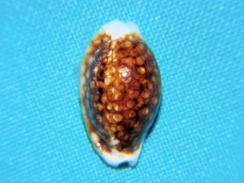 (image for) Cribrarula cribraria 22.13mm " Superb Rostrate & Niger" LOT#901317JB