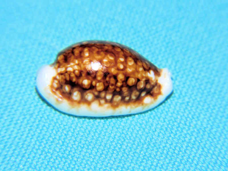 Cribrarula cribraria 22.13mm " Superb Rostrate & Niger" LOT#901317JB