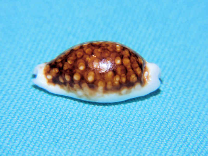 Cribrarula cribraria 22.13mm " Superb Rostrate & Niger" LOT#901317JB