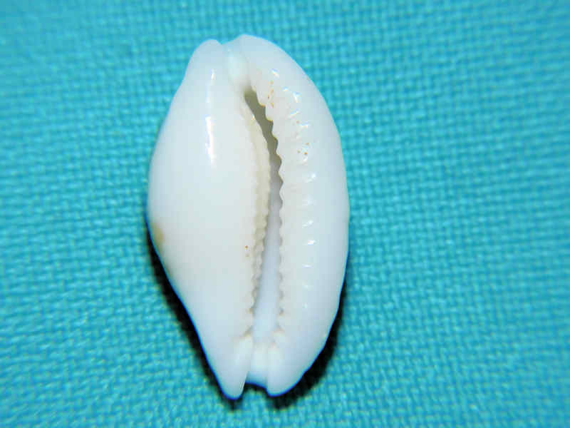 Modal Additional Images for Cribrarula cribraria 22.13mm " Superb Rostrate & Niger" LOT#901317JB
