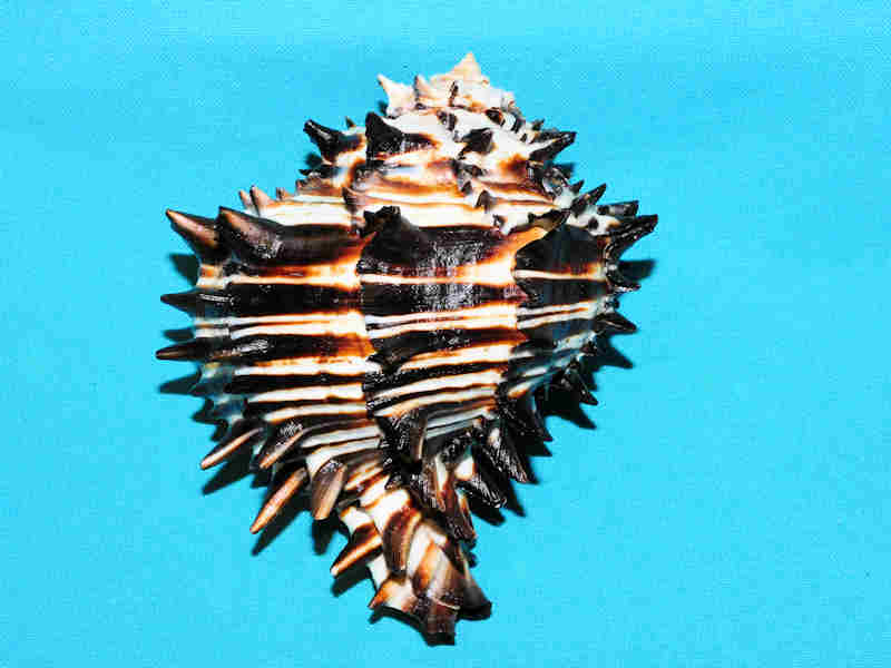 (image for) Muricanthus nigritus 118.18mm. w/o "Ultra-Superb" LOT#901238JB