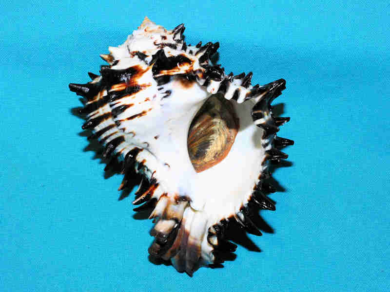 Modal Additional Images for Muricanthus nigritus 118.18mm. w/o "Ultra-Superb" LOT#901238JB