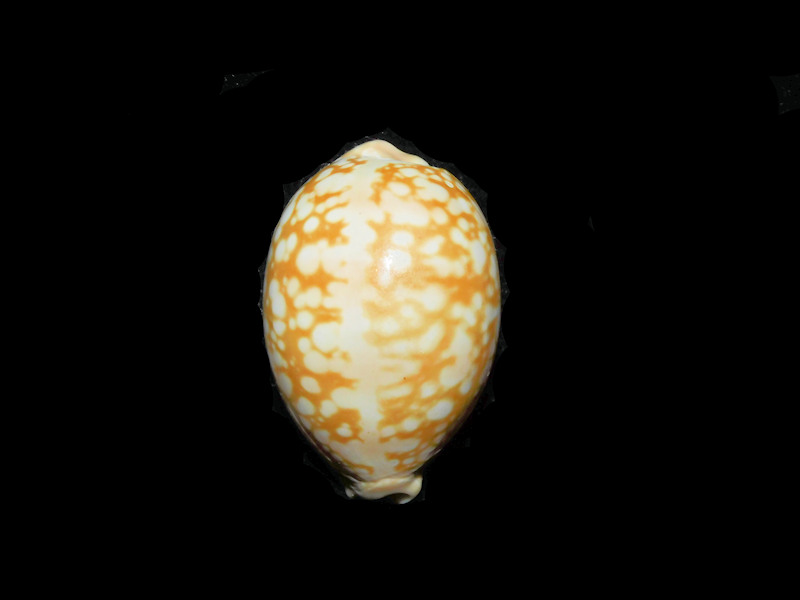 (image for) Callistocypraea nivosa 1 5/8” or 39.11mm "Burma" LOT#901327JB