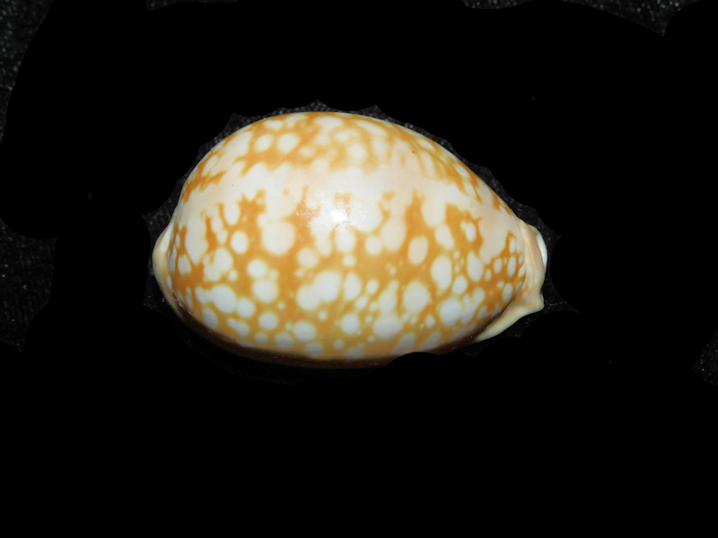 Callistocypraea nivosa 1 5/8” or 39.11mm "Burma" LOT#901327JB