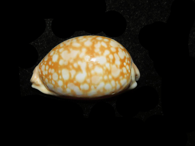 Callistocypraea nivosa 1 5/8” or 39.11mm "Burma" LOT#901327JB