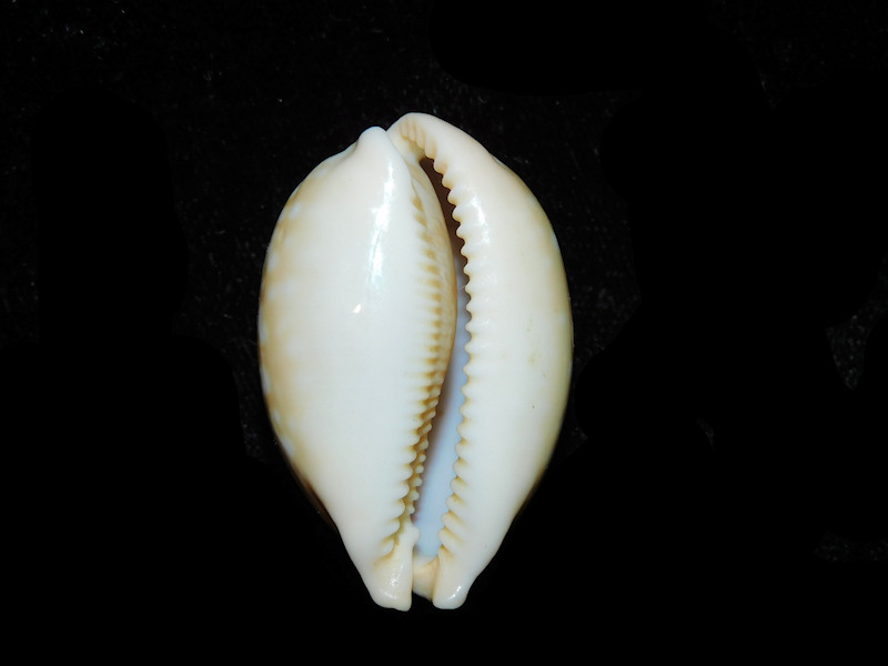 Modal Additional Images for Callistocypraea nivosa 1 5/8” or 39.11mm "Burma" LOT#901327JB