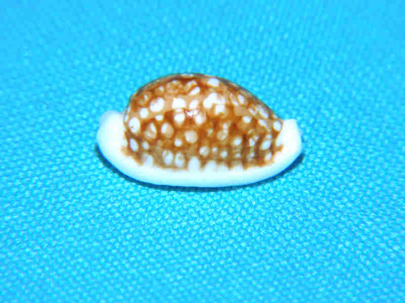 Cribrarula cribraria 19.93mm “Niger & Rostrate”LOT#901272JB