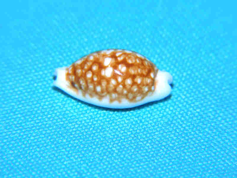 Cribrarula cribraria 19.93mm “Niger & Rostrate”LOT#901272JB