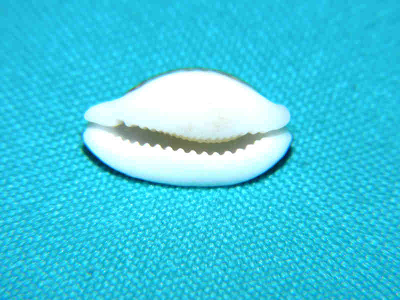 Modal Additional Images for Cribrarula cribraria 19.93mm “Niger & Rostrate”LOT#901272JB