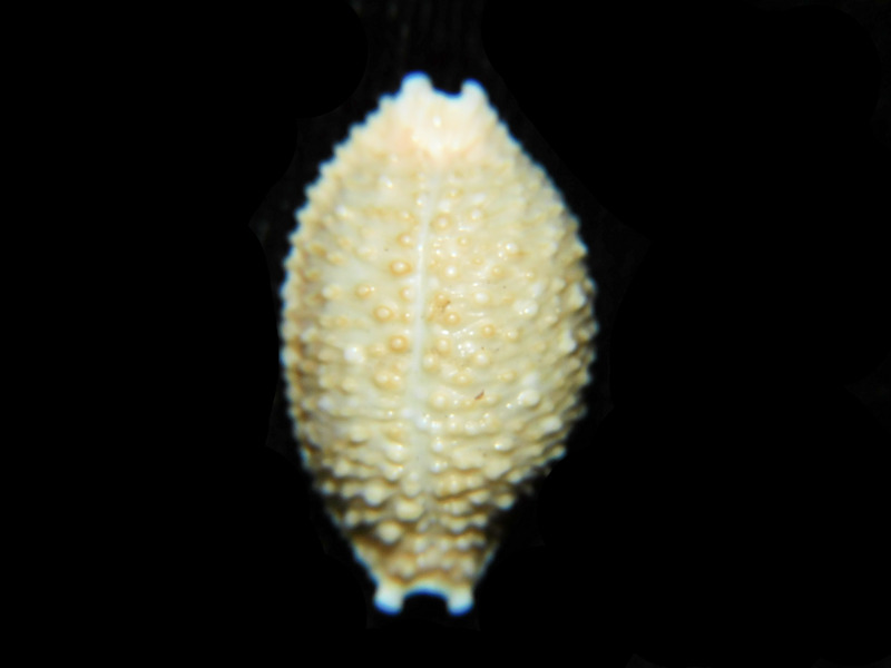 (image for) Nucleolaria nucleus 21.62mm. "Zanzibar" LOT#901288JB