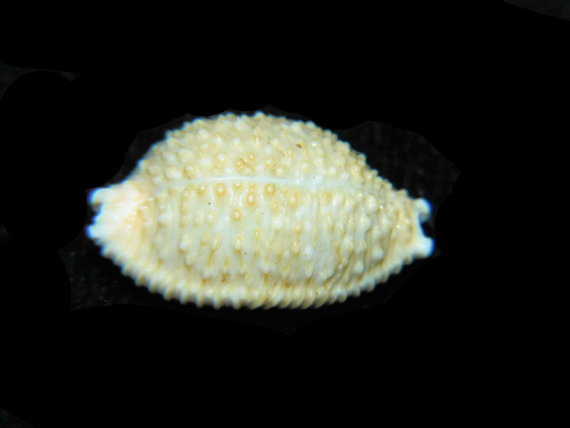 Nucleolaria nucleus 21.62mm. "Zanzibar" LOT#901288JB