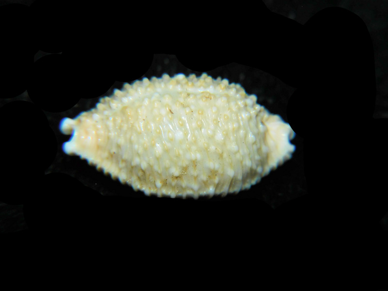 Nucleolaria nucleus 21.62mm. "Zanzibar" LOT#901288JB