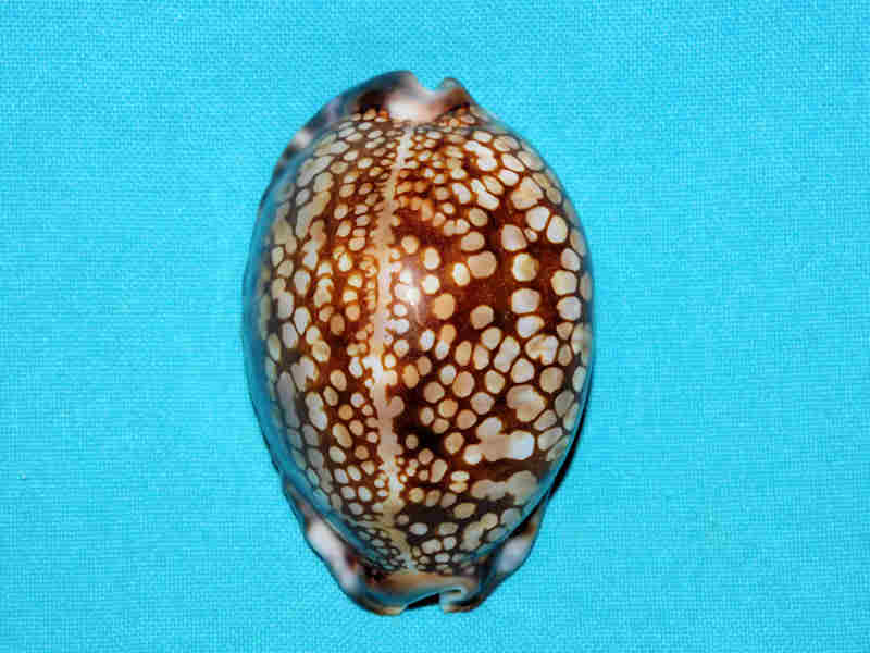 (image for) Mauritia maculifera hawaiiensis 71.55mm. "Superb Very Calloused"LOT#901237JB