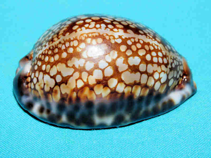 Mauritia maculifera hawaiiensis 71.55mm. "Superb Very Calloused"LOT#901237JB