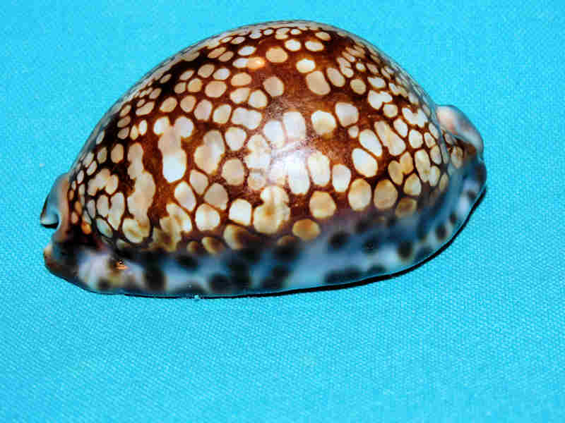 Mauritia maculifera hawaiiensis 71.55mm. "Superb Very Calloused"LOT#901237JB